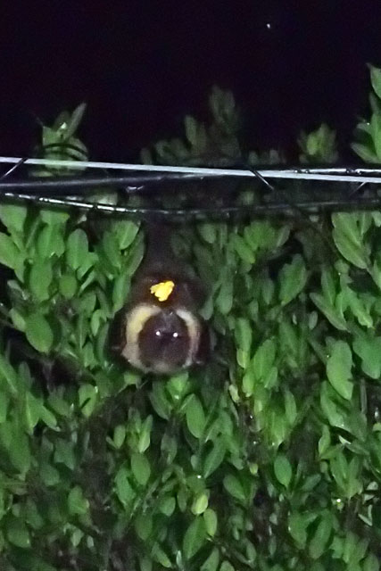 オリイオオコウモリ