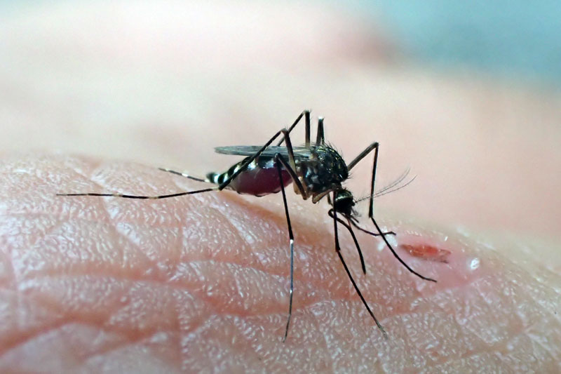 ヒトスジシマカ