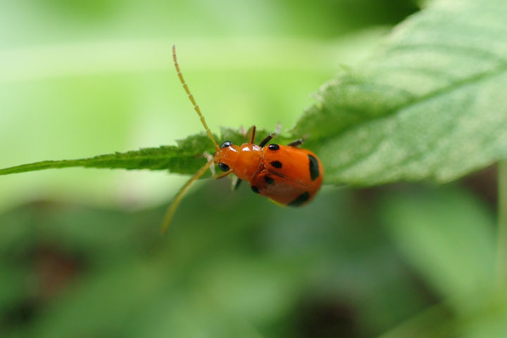 フタイロウリハムシ