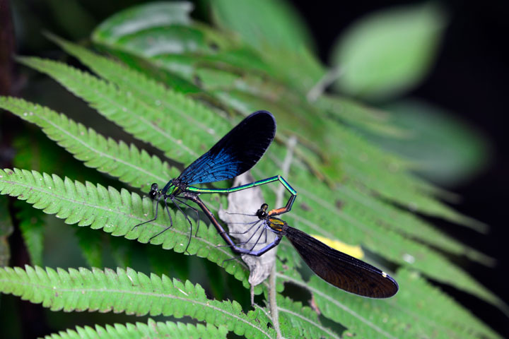 リュウキュウハグロトンボ