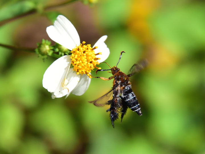 モモブトスカシバ