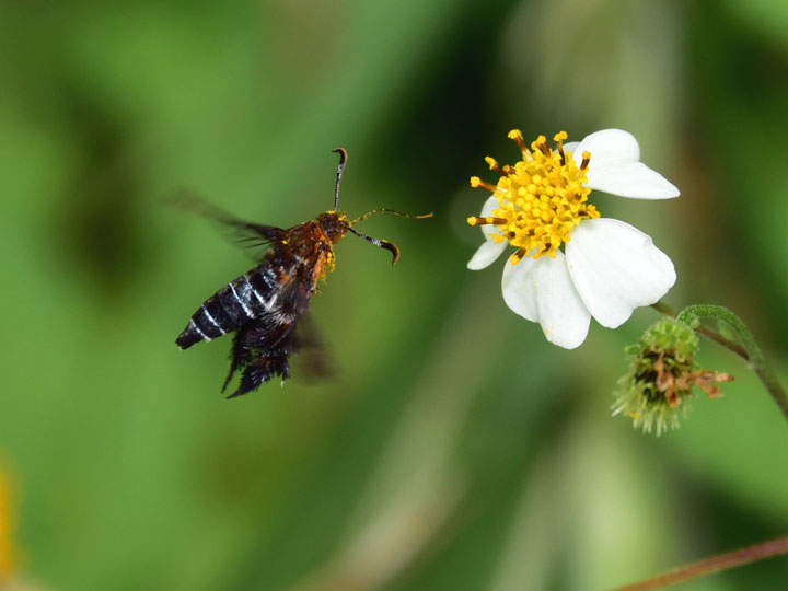モモブトスカシバ