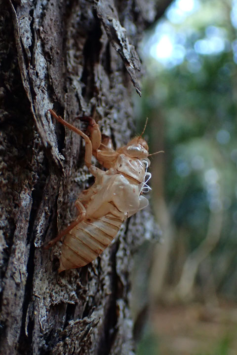 ツクツクボウシの仲間