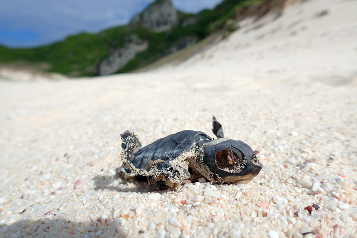 ウミガメ幼体死骸