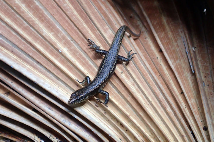 オガサワラトカゲ