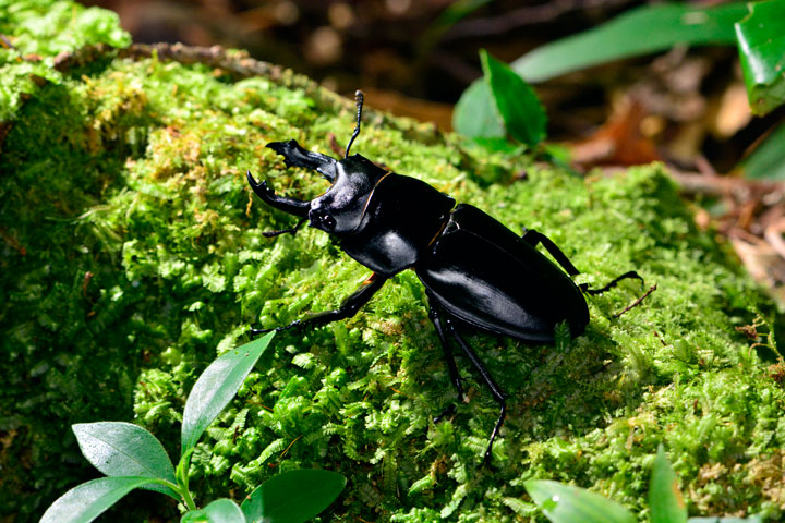 オキナワマルバネクワガタ雄