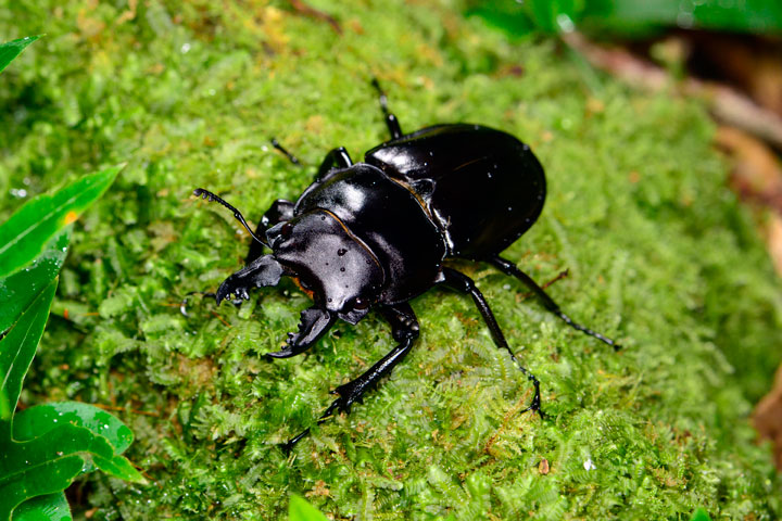 オキナワマルバネクワガタ雄