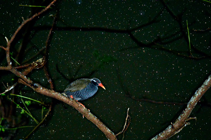 ヤンバルクイナ