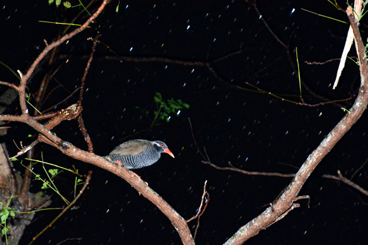 ヤンバルクイナ