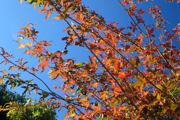 カエデ紅葉