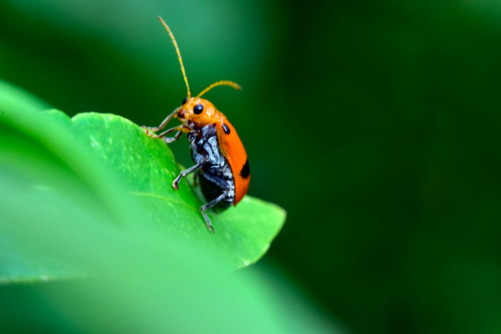 フタイロウリハムシ