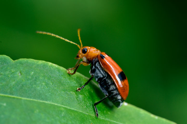 フタイロウリハムシ