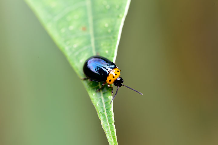 オキナワイチモンジハムシ
