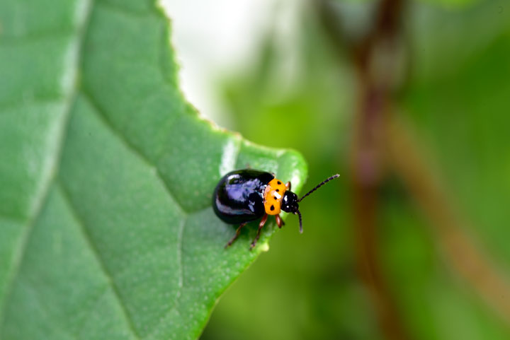 オキナワイチモンジハムシ