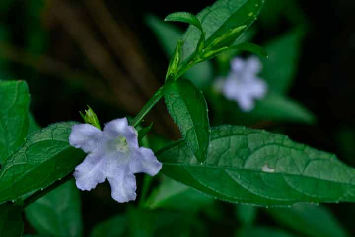 オキナワスズムシソウ