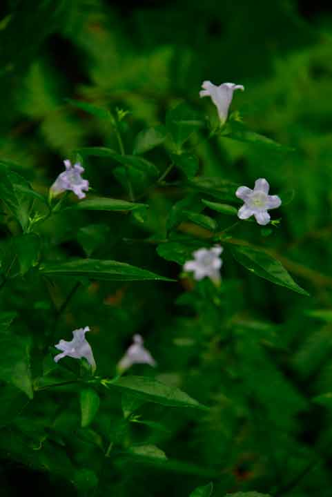 オキナワスズムシソウ