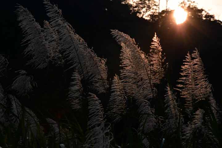 サトウキビ花穂