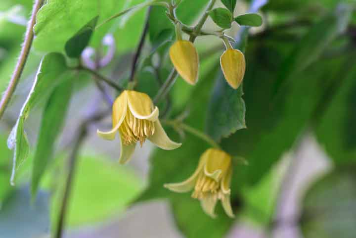 ビロードボタンヅル