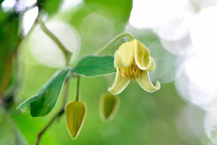 ビロードボタンヅル