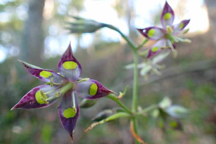 ヘツカリンドウ