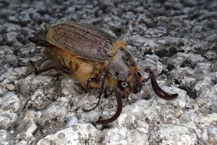 ケブカコフキコガネ雄