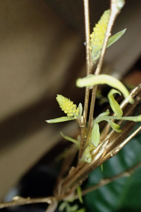 ヤナギの花？