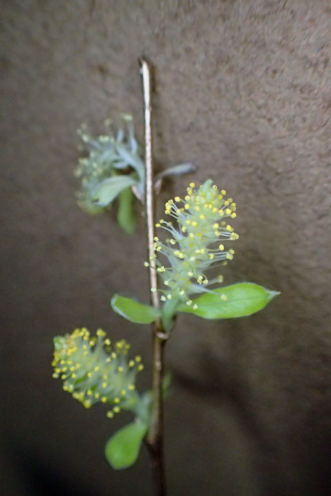 ヤナギの花？