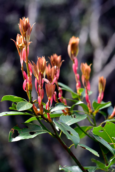 タブノキ芽吹き