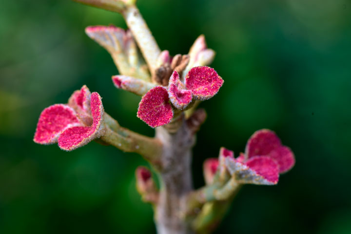 アカメガシワ芽吹き