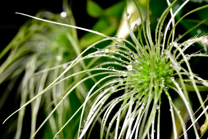 ビロードボタンヅル実