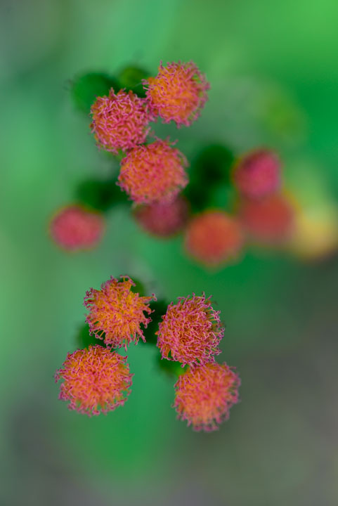 ベニバナボロギク