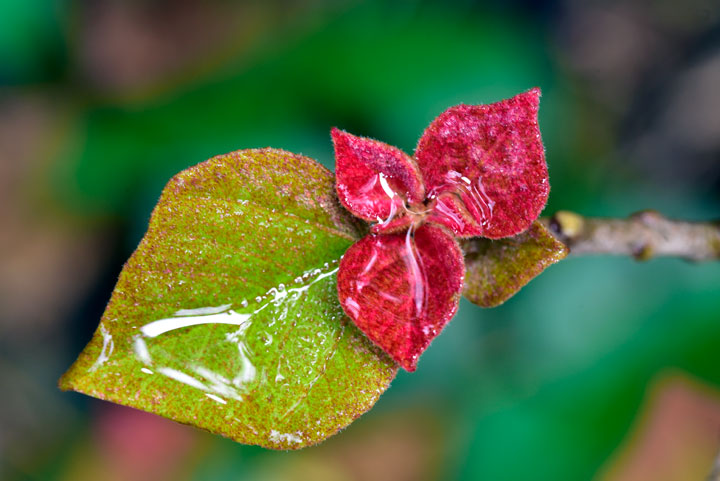 アカメガシワ芽吹き