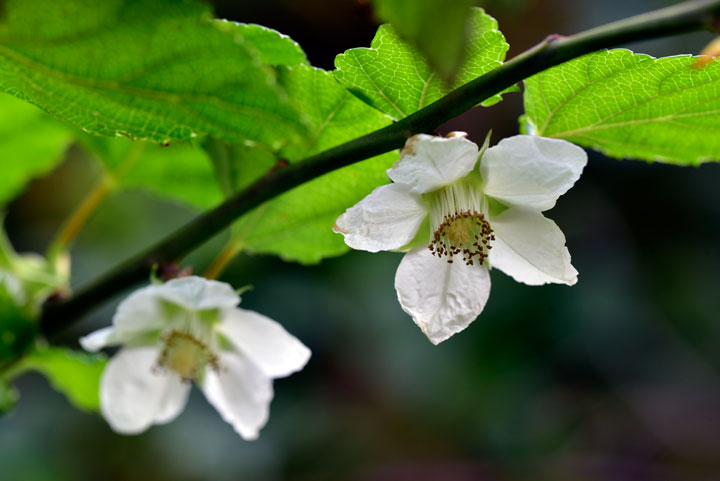 リュウキュウイチゴ