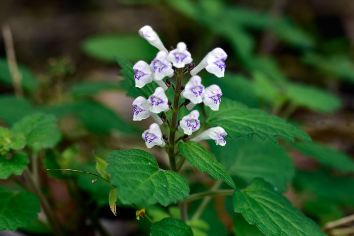 アカボシタツナミソウ