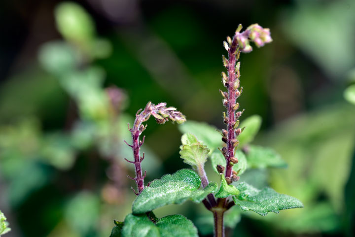 カボシタツナミソウ