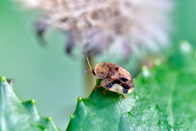 ヨツモンカメノコハムシ