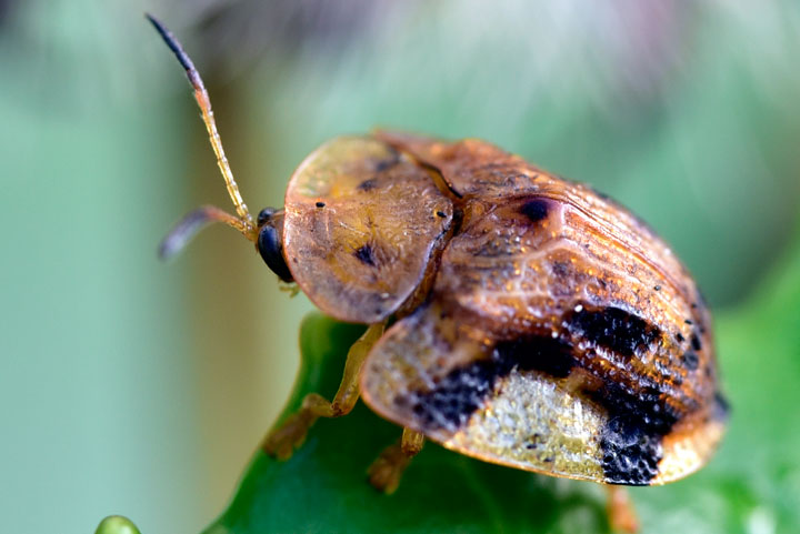 ヨツモンカメノコハムシ（トリミング）