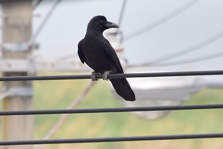 ハシブトガラス