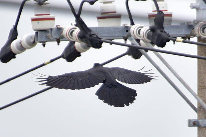 ハシブトガラス