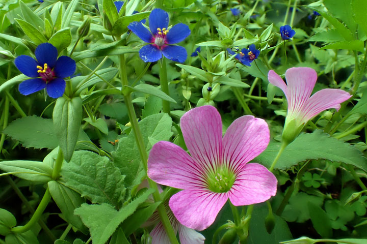 ムラサキカタバミとルリハコベ