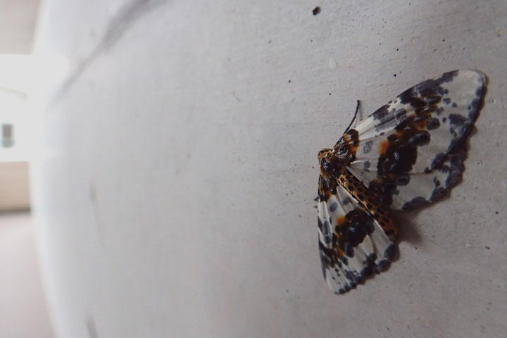 ユウマダラエダシャク