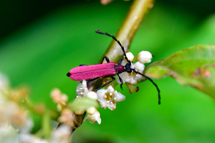 アマミアカハネハナカミキリ