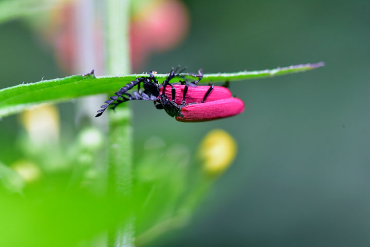 オオシマカクムネベニボタル