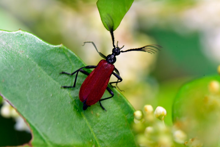 アカハネムシの一種