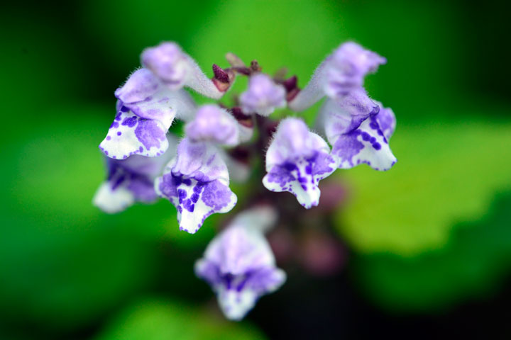 アカボシタツナミソウ