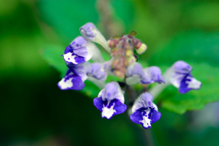 アカボシタツナミソウ