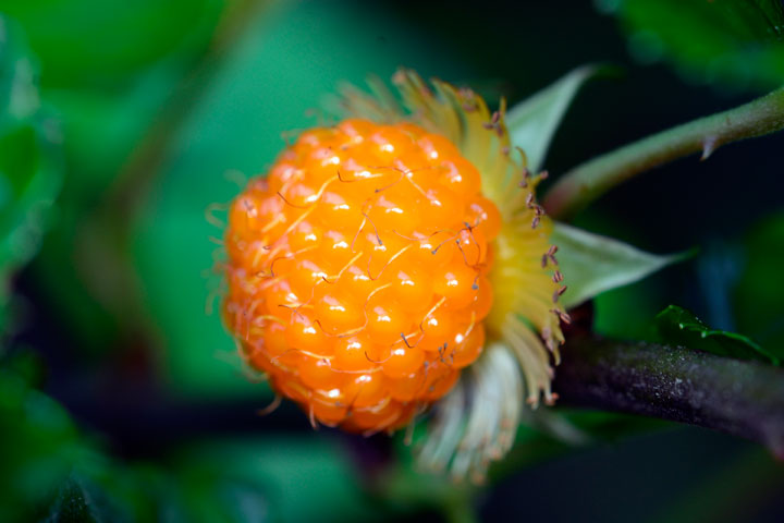 リュウキュウイチゴ