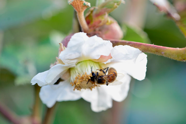 ホウロクイチゴ
