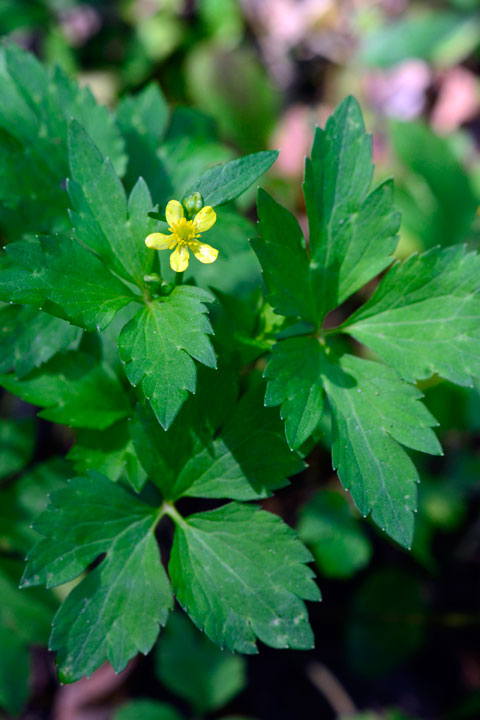 キツネノボタン