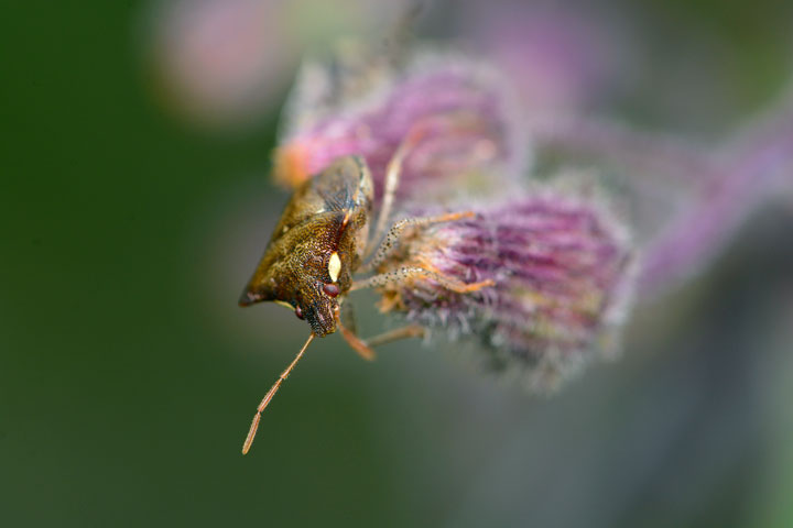 タイワントゲカメムシ成虫